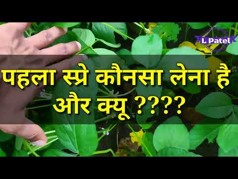 वीडियो: लेमूर सीए किस लिए जाना जाता है?