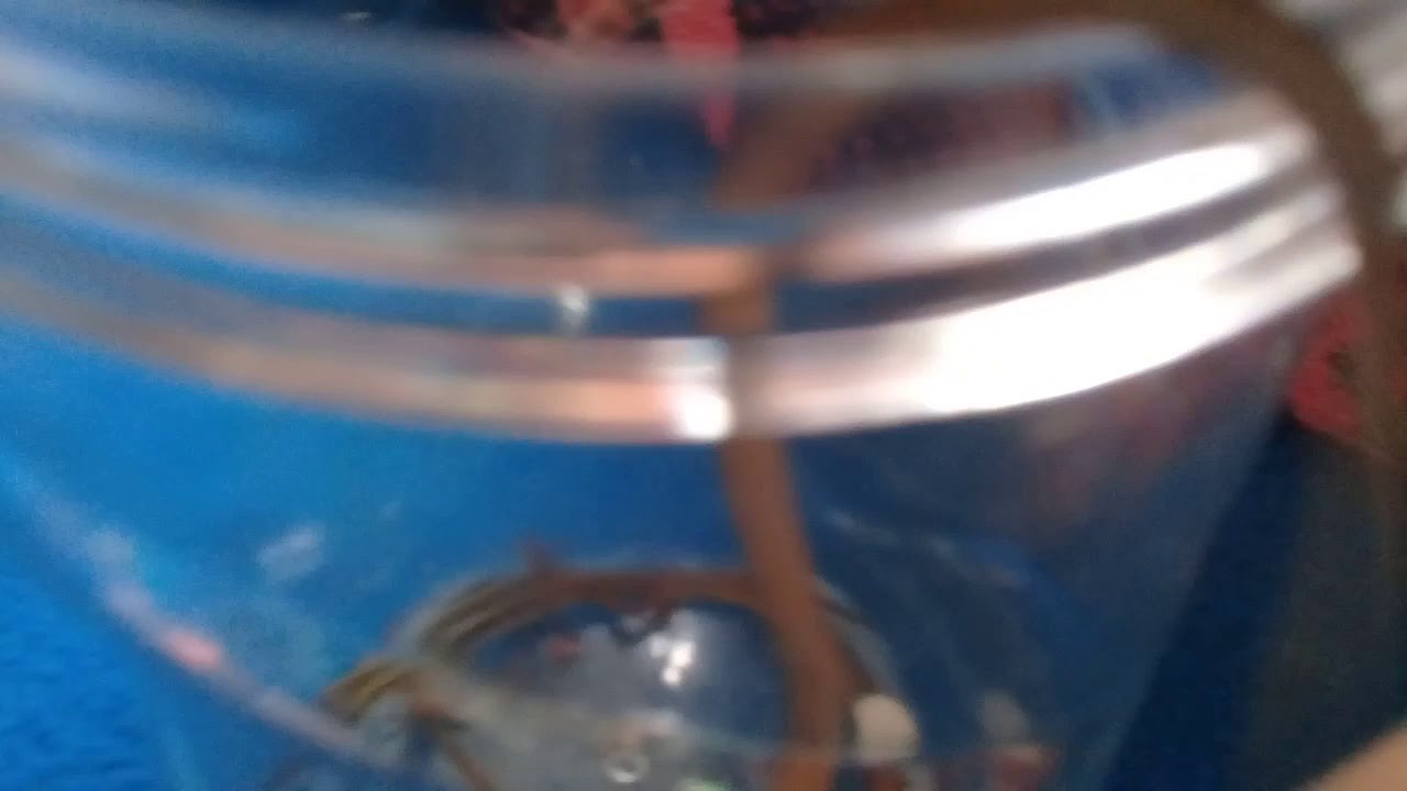 Orong orong ekor panjang 