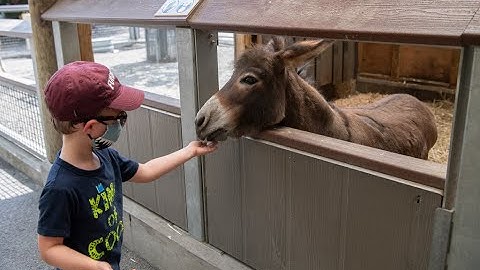 A Different Kind of Animal | Bronx Zoo