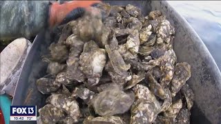 Tampa Bay’s lost oyster industry making a comeback
