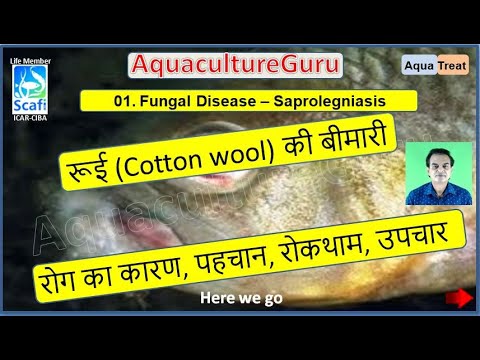 AquacultureGuru - AquaTreat - Saprolegniasis Disease - Cotton Wool ...
