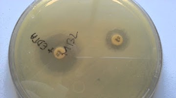 MBL detection/metallo beta lactamase in laboratory