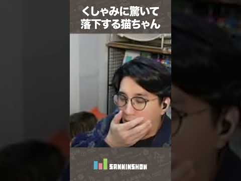 くしゃみに驚いて落下する猫ちゃん【ALOFT】 #shorts