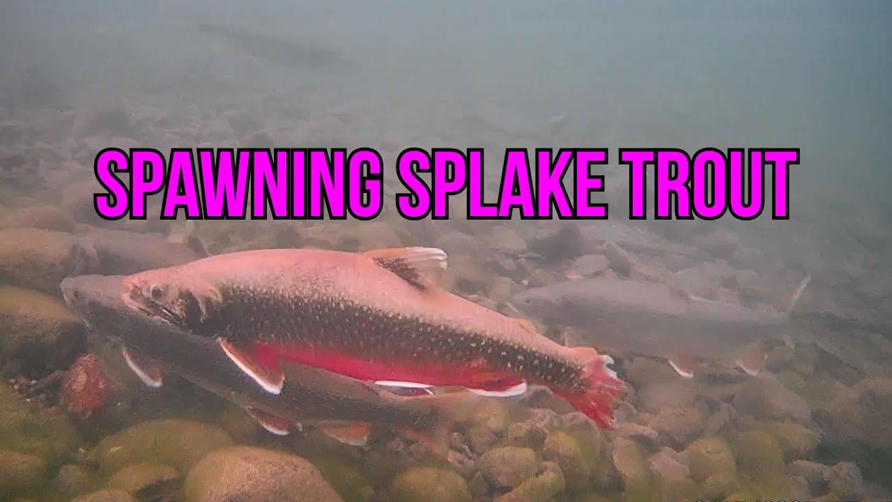 Spawning Splake Trout UNDERWATER! | Laurie Lake (Duck Mountains) - YouTube