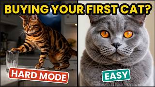 All 20 Cat Breeds Ranked for First-Time Owners — Worst to Best