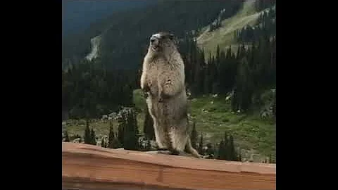 Суслик кричит!