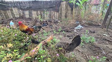 Coj sawv daws lod saib qaib dib mos 19/11/2025