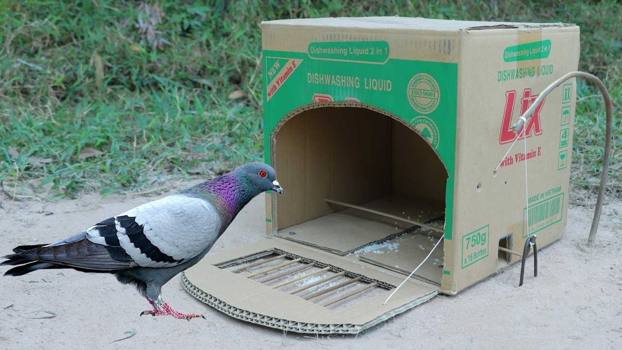 Simple Quick Pigeon Trap Make From Cardboard Box - Easy Creative Bird Trap