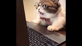 Moustache Mon Chat Furreal Ciao Fr Youtube Moustache Mon Chat Furreal Ciao Fr Youtube