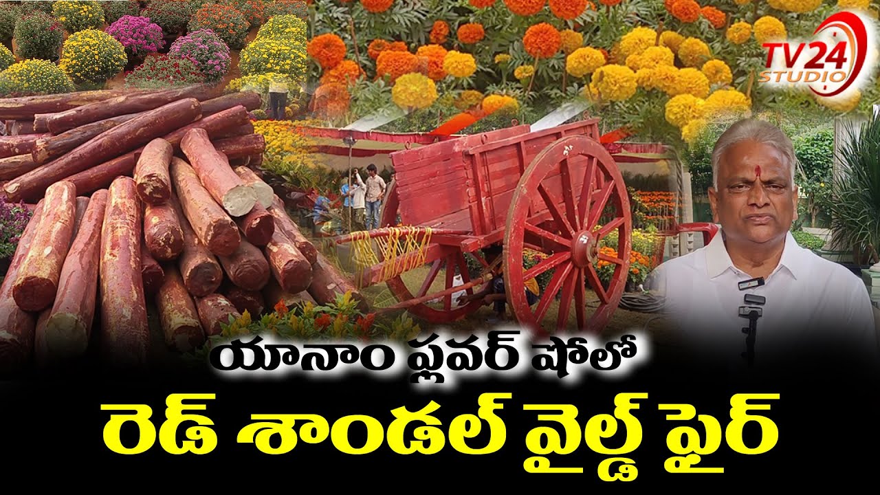 యానాం ఫ్లవర్ షో లో రెడ్ శాండల్ “వైల్డ్ ఫైర్“ | Yanam Flower Show | Pushpa 2 | TV24 Studio