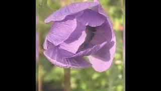 ANTHONY VENTURA   I 'd love you to want me (Sandra Vandelli)