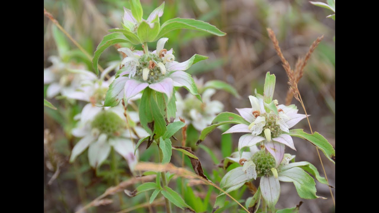 Cleaning Wildflower Seed Series: Working on Plains Bee Balm