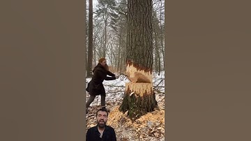 Axe Expert Bust Cutting the Tree || Tree Cutting Video Clips #youtubeshorts #woodworking #shorts