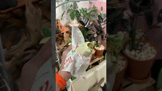 #kfc #ケンタッキー #ツイスター #twister #熱帯植物 #plants #グルメ好き #food #エアプランツ #観葉植物 #b級グルメ