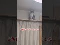 帰って来たら怒ってたニャンコ　　　　保護猫シンとテンの物語