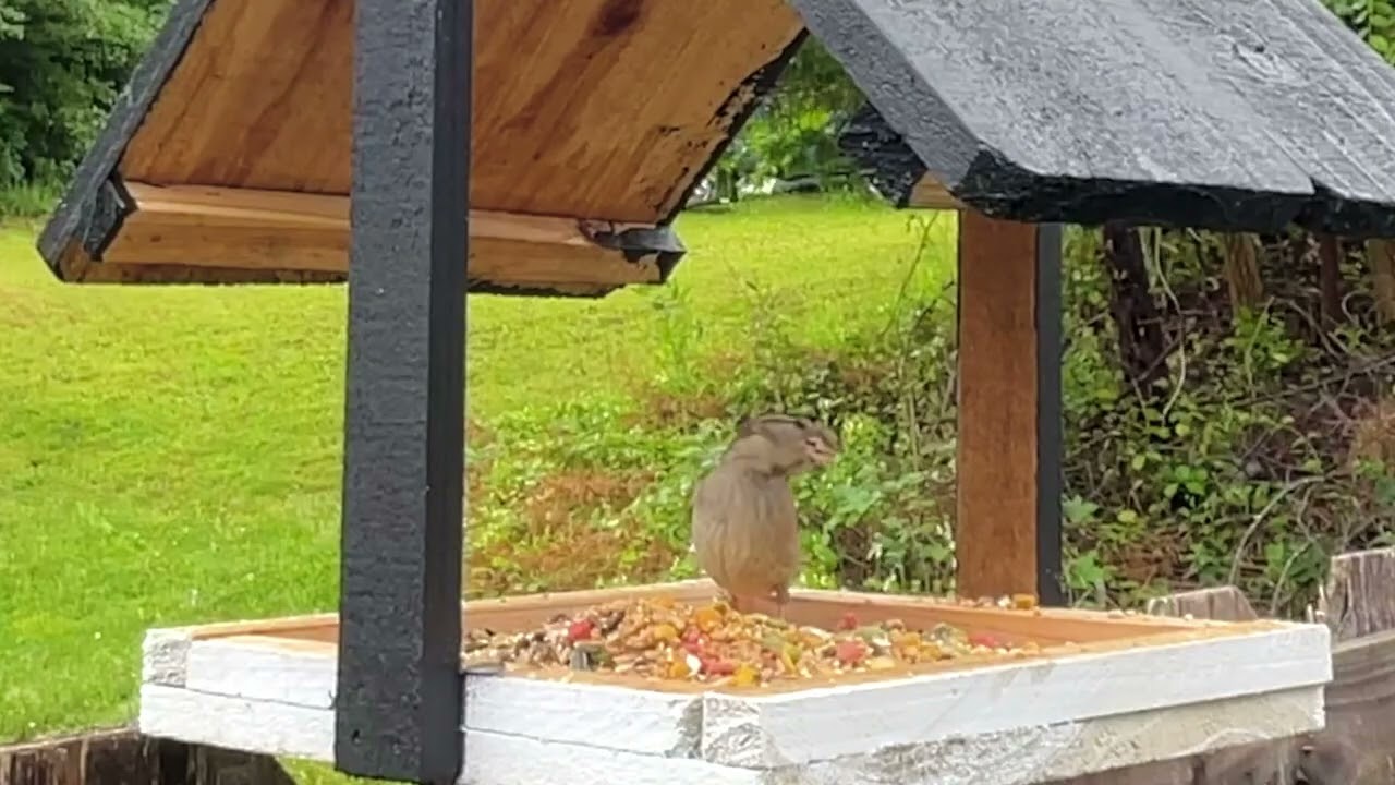 Watch Song Sparrow and Northern cardinal enjoyed cracks sunflower seed