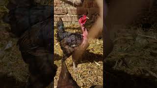 Aseel | Naked neck hen