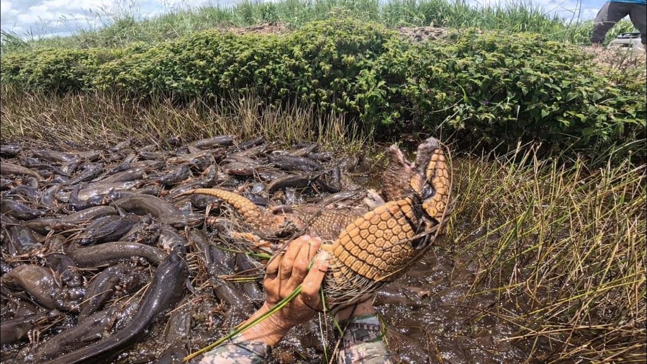 Em meio a tanto peixe tinha um tatu!