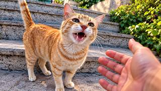 Stray Cat I’ve Known for 2 Years Reacts to Seeing Me After a Month Away