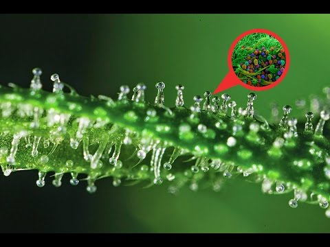 НЕВЕРОЯТНЫЙ МИР ПОД МИКРОСКОПОМ (обычные вещи сделанные под микроскопом)