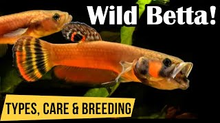 Wild Betta Fish : Types and Insights
