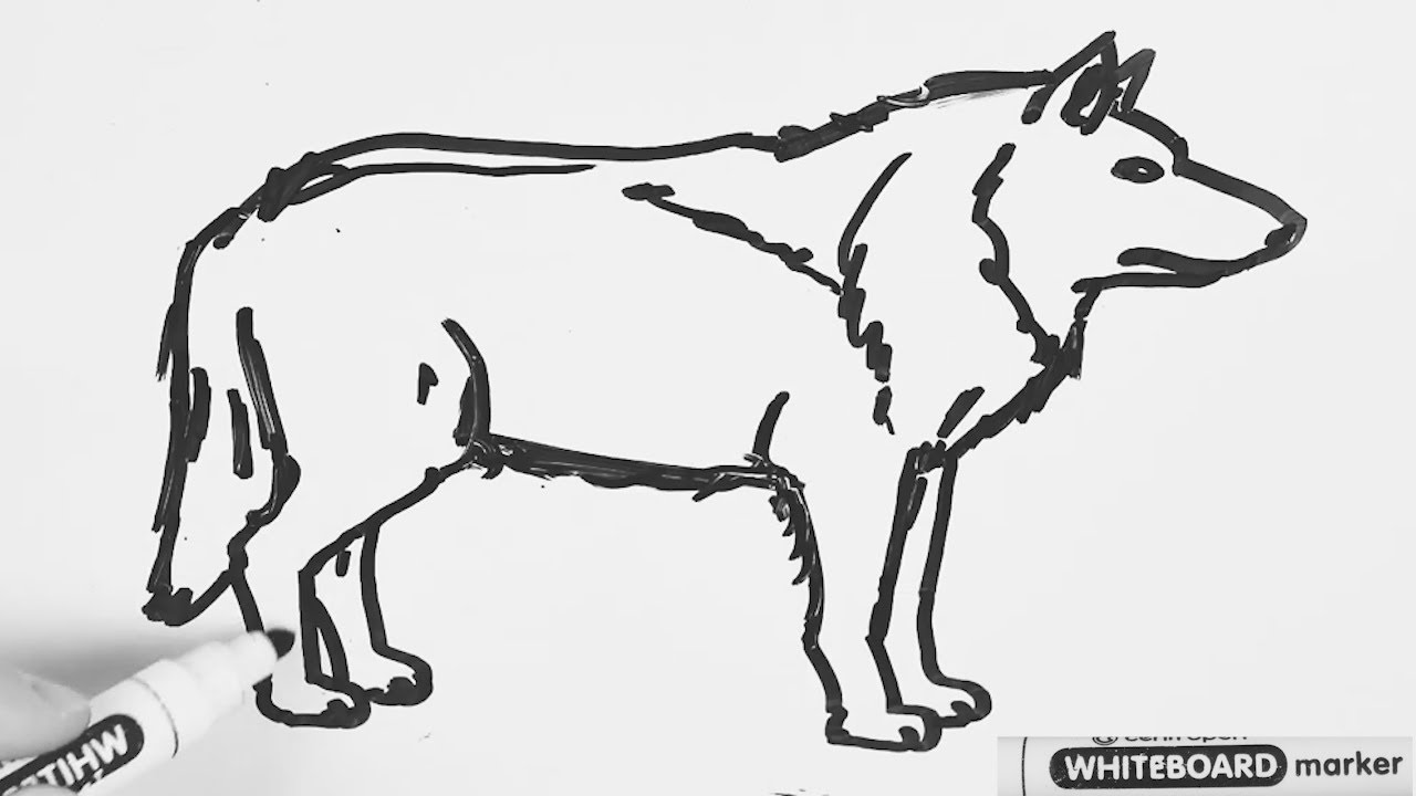 Comment Dessiner Un Loup Dessin Sur Le Tableau Blanc Youtube