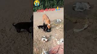 mana ki bejuba dog viral videos viralvideos ??shorts animallover dog doglover help letest ??