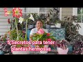 5 Secretos y consejos para tener plantas hermosas