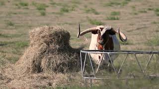 Longneck Ranch | Texas Ranch Sales, LLC