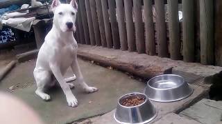 5 months old Dogo Argentino puppy  Waiting for command to eat