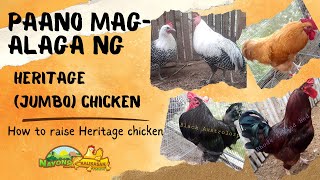 How to raise Heritage Chicken in the Philippines?