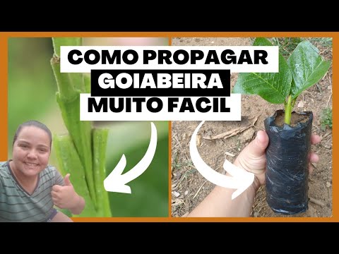 Vídeo: Como propagar uma goiaba: aprenda sobre a reprodução de goiaba