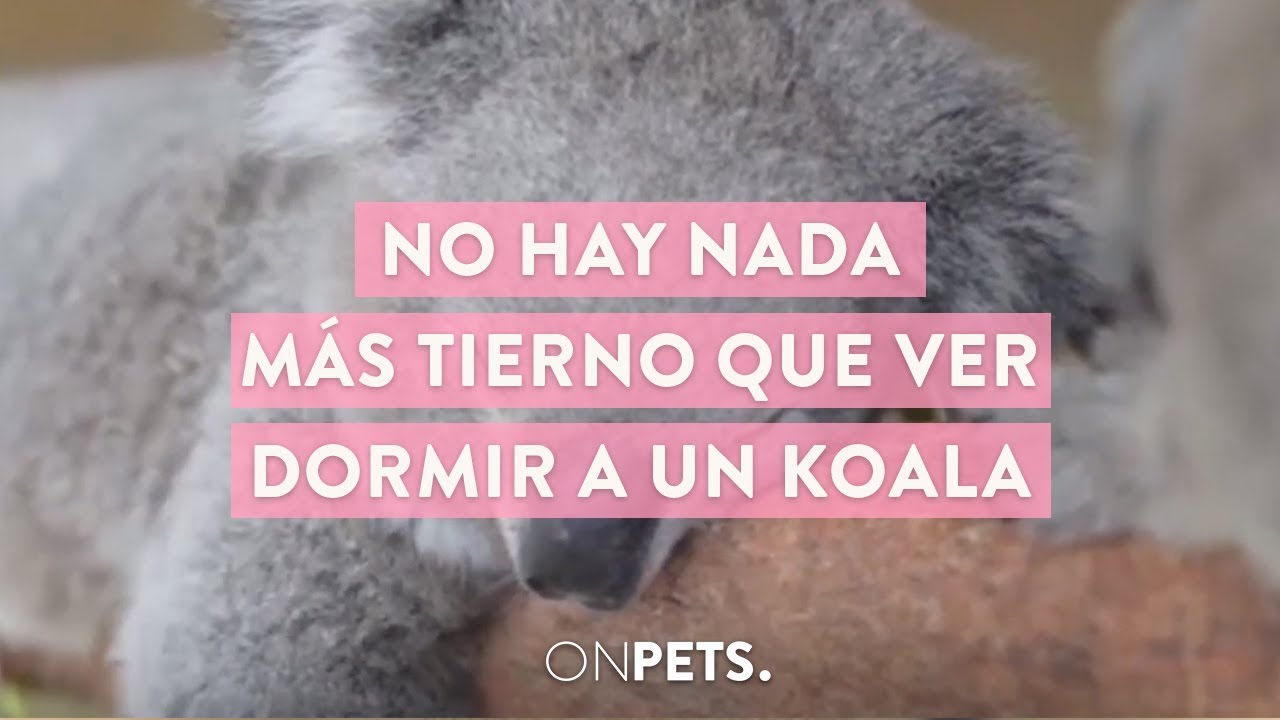 Tierno Koala Durmiendo On Pets Youtube