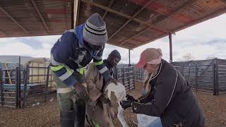 N BOER MAAK N PLAN -MAKING A PLAN- FIXING A BROKEN LEG PROBLEM