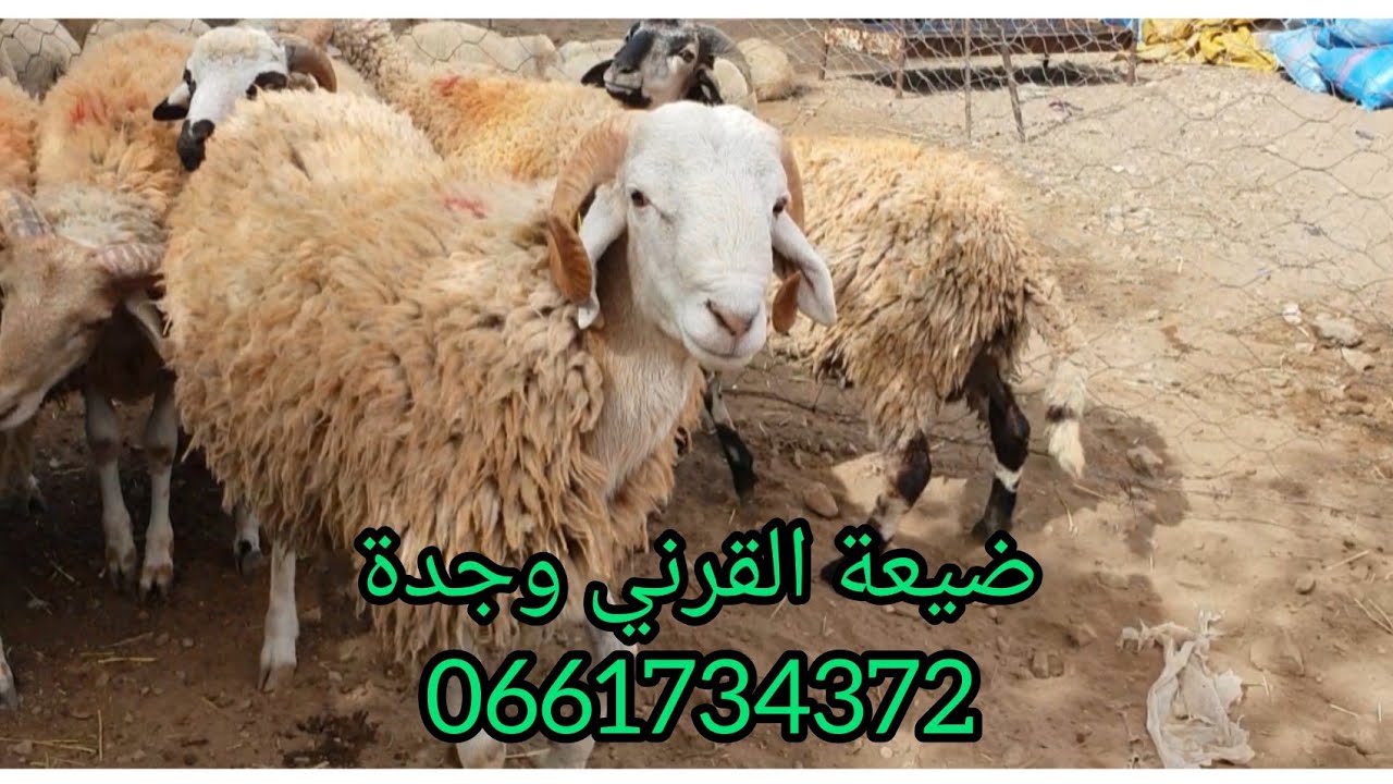 رحلة البحث عن كبش العيد 2022الموسم الثاني **ضيعة القرني طريق بوشطاط وجدة0661734372