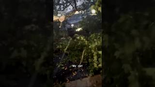 "Not the Lexus!" Tree Crashes onto Car During Storm
