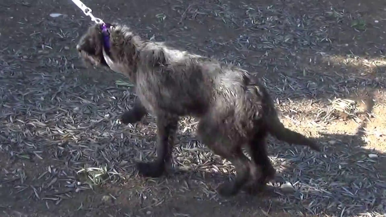 CUCA (video 2) adopción perros cachorros