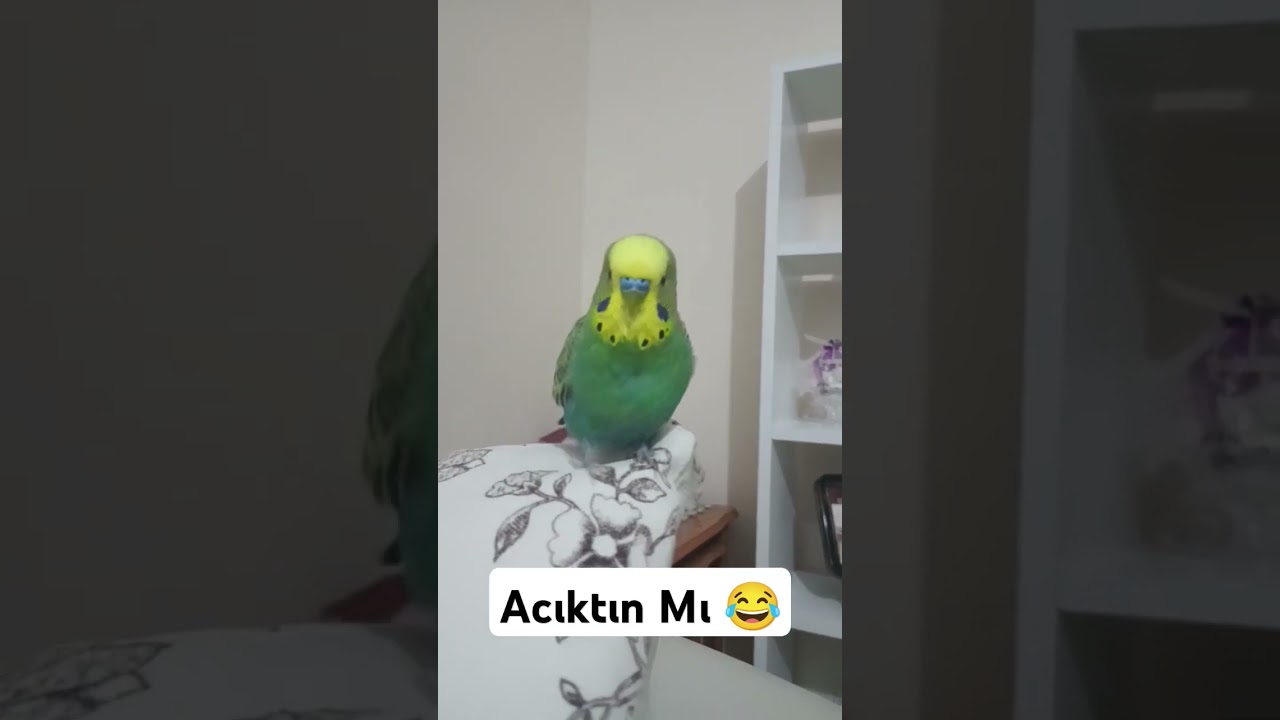 Acıktın mı #papaganlar #cute 😂 #muhabbetkuşufıstık #muhabbetkusu #muhabbetkuslari #kuslar #parrot
