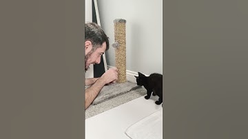 Teaching Loki kitten how to use the scratch post!