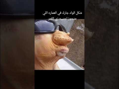 شكل الواد جارك في العماره اللي متجوز واحده اجنبيه زي القمر