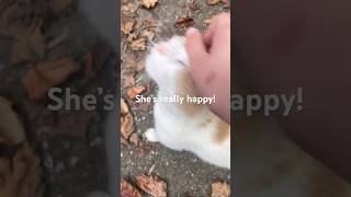 Stray Cat Was Overjoyed To See Me!