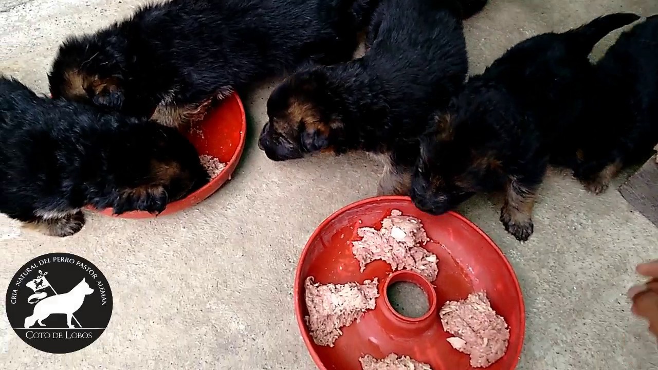 Cachorros Pastor Alemán Primer Comida Solida en Coto de Lobos - YouTube