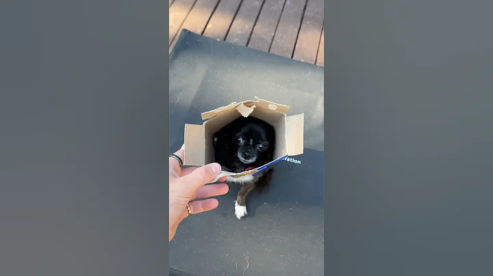 GRAM CRACKER FLYING PUDDIN 😱❤️