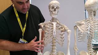 skeleton intro full (no hands or feet)