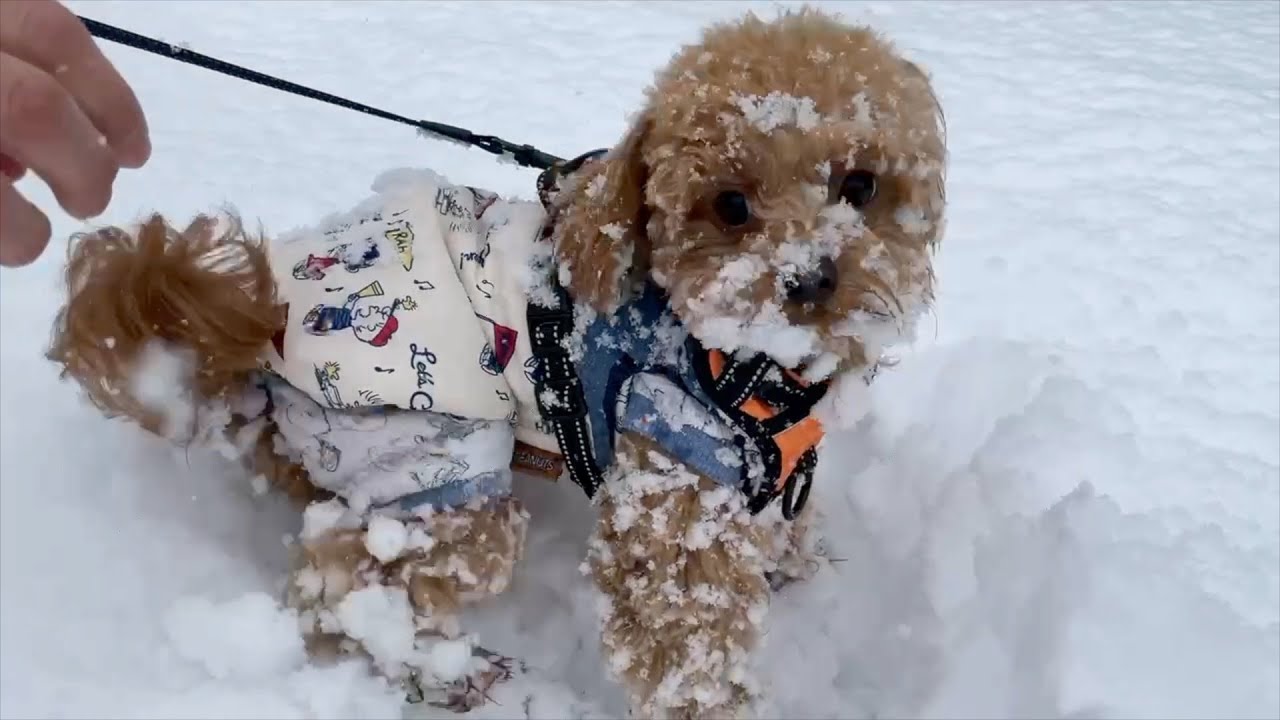 生まれて初めての雪遊び！テンションMAXの子犬たち【ミックス犬多頭  