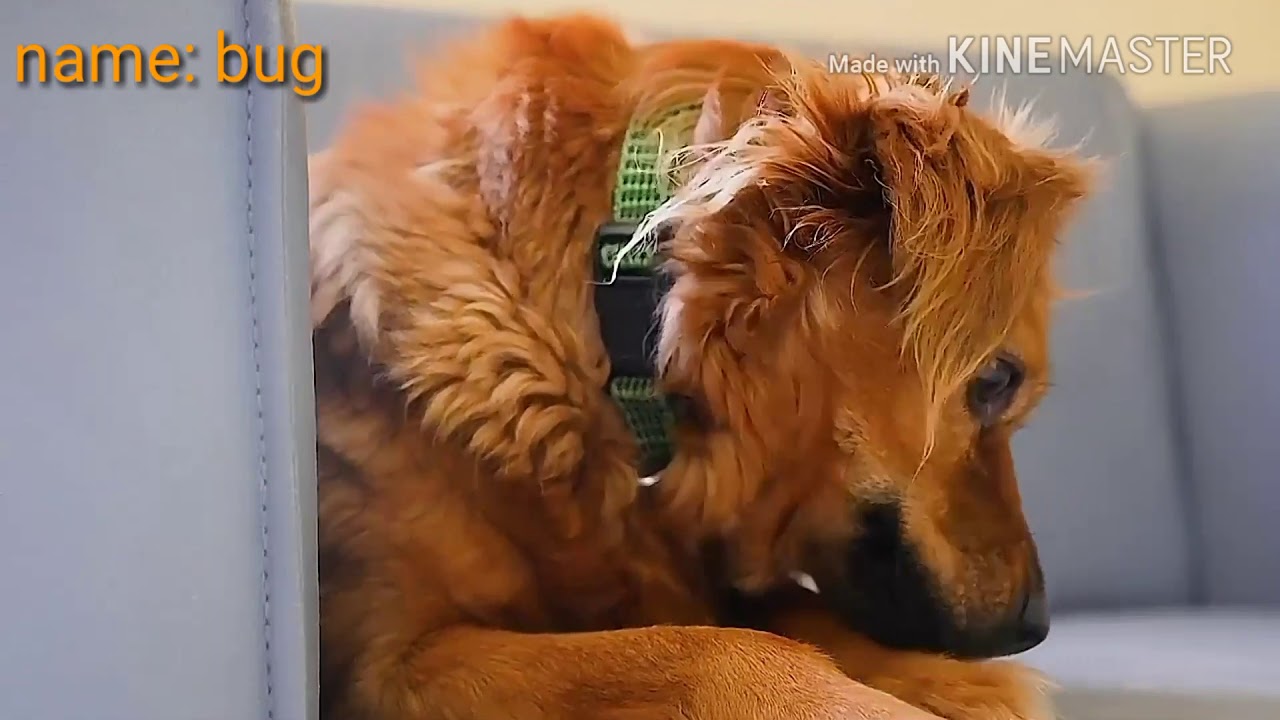 The DOGS is SADING .