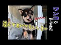 さる軍団に柴犬ワンコがやってきた！