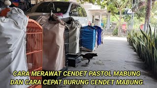 CARA MERAWAT CENDET PASTOL MABUNG DAN CARA CEPAT AGAR CENDET MABUNG