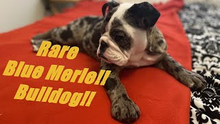 Blue Merle English Bulldog / Nelly @ 17weeks old!!