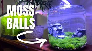Marimo Moss Ball Aquarium Setup